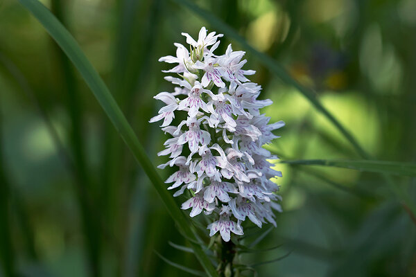 Vööthuul-sõrmkäpp (Dactylorhiza fuchsii)