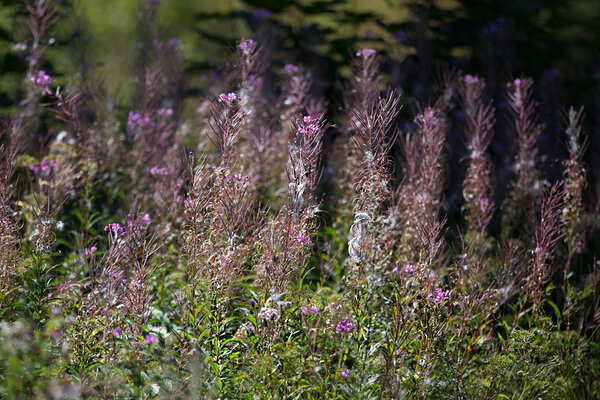 Ahtalehine põdrakanep (Epilobium angustifolium) on ära õitsenud