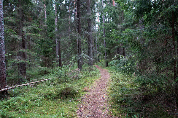 Osa rajast läbib kuusemetsa 