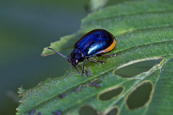 Lepapoi (Agelastica alni)