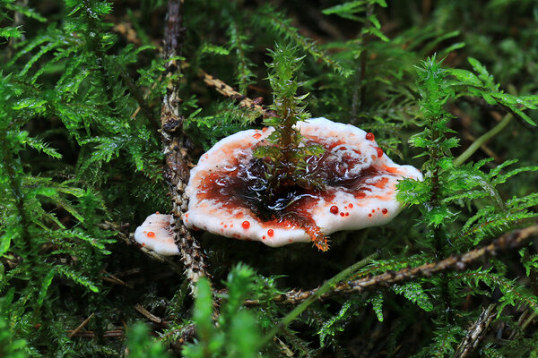 Pecki kübarnarmik (Hydnellum peckii) otsekui veritseb sel pildil. 