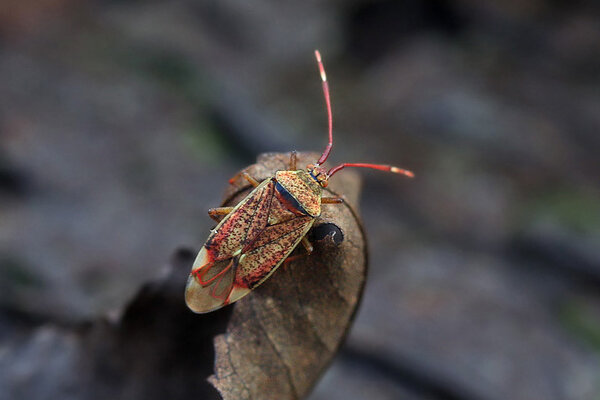 Pantilius tunicatus. 