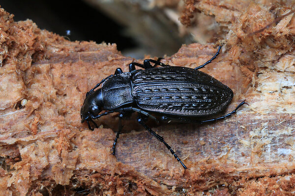 Sõmerjooksik (Carabus granulatus). 