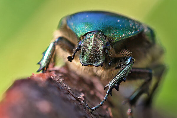 Kuldpõrnikas (Cetonia aurata). 