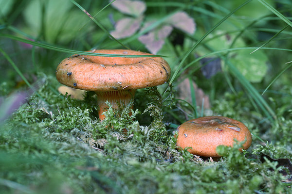 Kuuseriisikas, Lactarius deterrimus