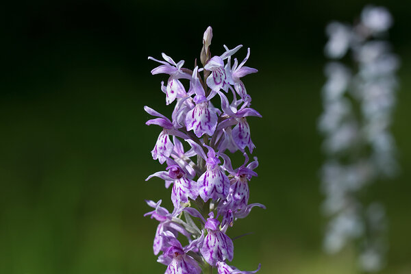 Kuradi-sõrmkäpp (Dactylorhiza maculata)