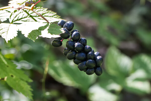 Salu-siumari (Actaea spicata)