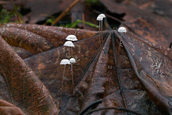 Lehenööbik (Marasmius epiphyllus) 