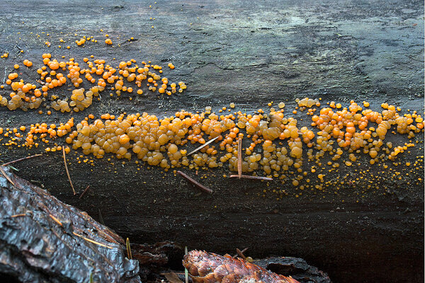 Tava-pisarseen (ld k Dacrymyces stillatus) 