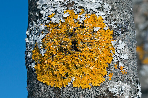 Korpsamblik ehk seinakorp (Xanthoria parietina). Foto: Oleg Tsõmbarevich