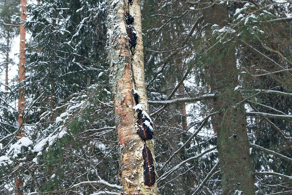 Must pässik võib kasvada üle kogu praopiirkonna puukoores.