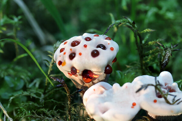 Pecki kübarnarmik (Hydnellum peckii) on mitmetes riikides oma ebatavalise välimuse tõttu saanud tavatuid rahvalikke nimetusi, näiteks, „maasikad vahukoorega“. 