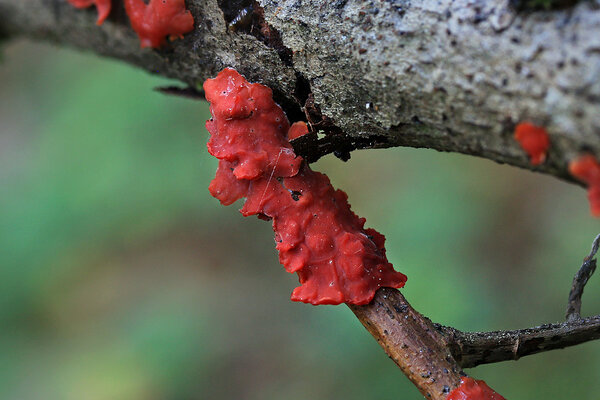 Pajunahkis (Cytidia salicina).