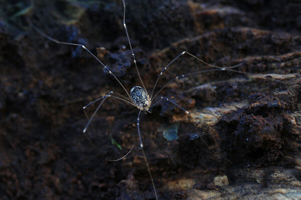 Koibik (Opiliones). 