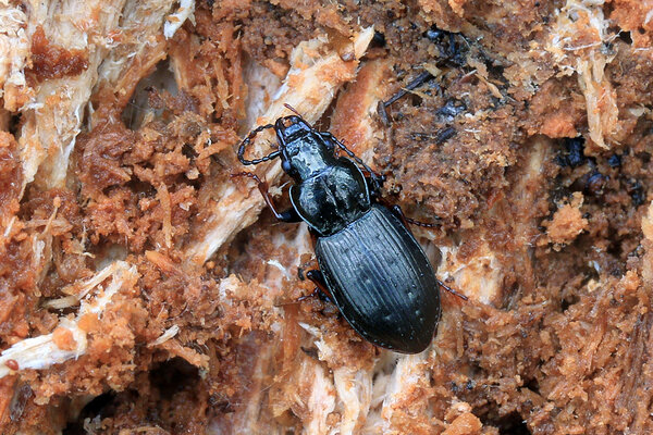 Mardikas jooksiklaste sugukonnast – metsa-süsijooksik (Pterostichus oblongopunctatus). 