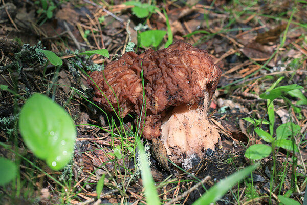 Hiidkogrits (Gyromitra gigas). 