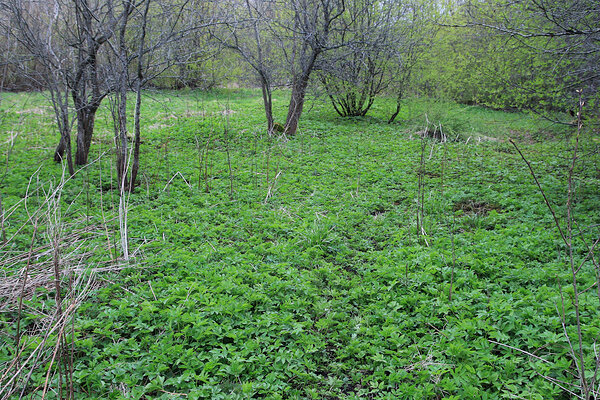 Harilik naat (Aegopоdium podagrаria). 