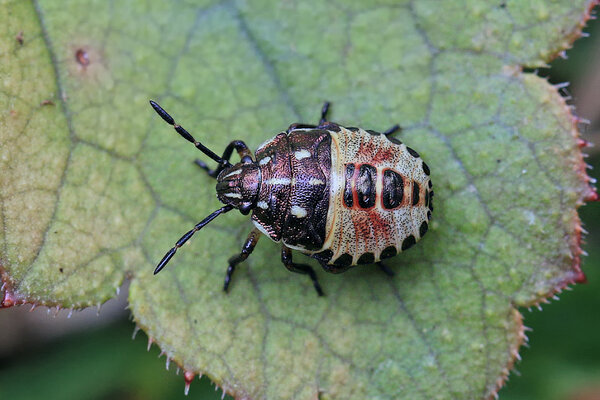 Hariliku kapsalutika (Eurydema oleracea) vastne. 