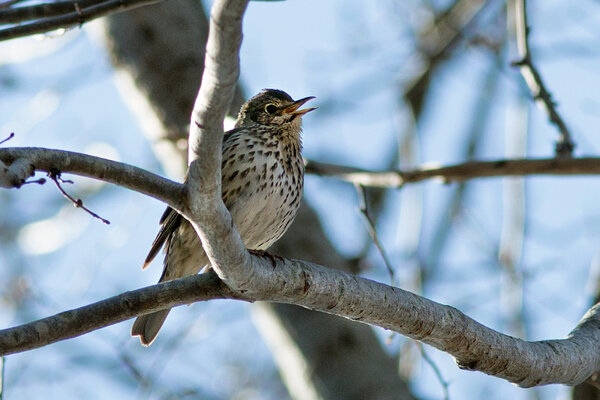 Üks parimaid kevadsoliste on laulurästas (ld Turdus philomelos)