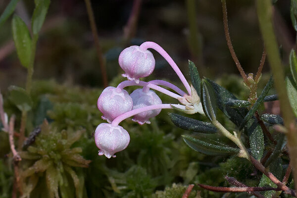 Harilik küüvits (ld Andromeda polifolia L.)