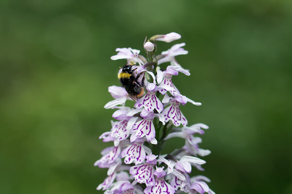 Kimalane kuradi-sõrmkäpa (Dactylorhiza maculata) õiel