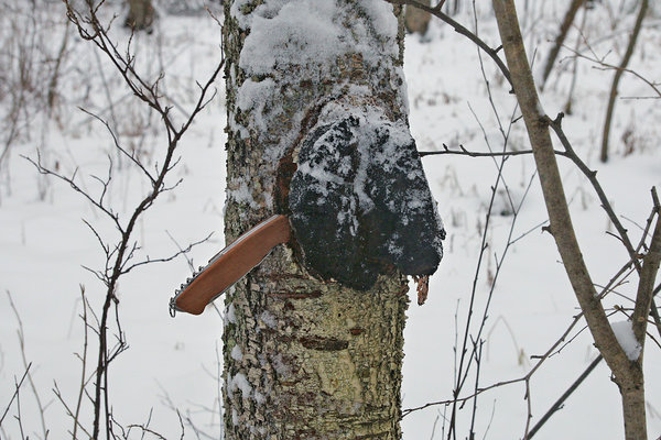 Musta pässikut puu küljest eraldamiseks võib kasutada kokkupandavat käsisaagi või kirvest.