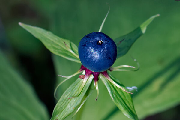 Harilik ussilakk (ld Paris quadrifolia)