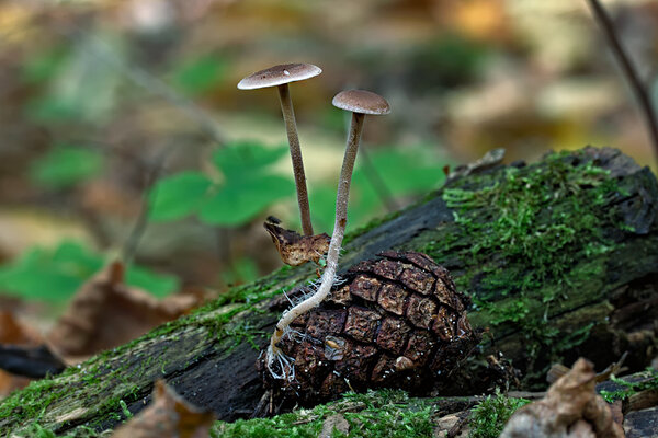 Kibe käbikõrges (Strobilurus tenacellus)