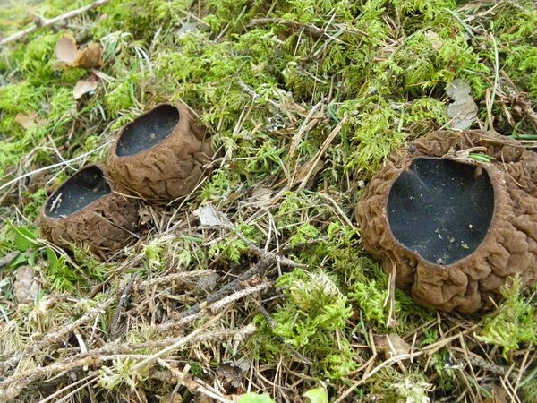 Limatünnik võib saaki anda peaaegu igal aastal, mõnel pool siiski harvemini, on paiku, kus kirjanduse andmetel on saaki vaid kord 8 aasta jooksul.