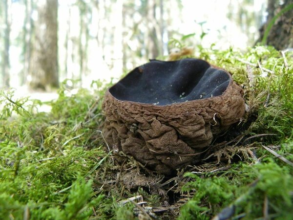 Limatünnik (Sarcosoma globosum) on kevadine seen, mis ilmub juba esimestele lumest vabanenud laikudele, meie maal juhtub see reeglina aprilli keskel. Kasvab rühmadena kuni mai lõpuni maha langenud okaste ja sambla keskel sega- ja okaspuumetsades, eelistades vanu kuusemetsi. 