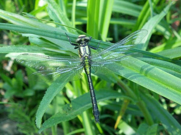 Harilik jõgihobu (ld Gomphus vulgatissimus). Jõgihobulased (Gomphidae) on sugukond kiililiste seltsi (Odonata) eristiivaliste (Anisoptera) alamseltsist. Jõgihobud on maailmas laialt levinud, nad elavad kõigil mandritel, välja arvatud Antarktika. Sugukonda kuulub 5 alamsugukonda, 90 perekonda, üle 900 liigi. Neist 12 liiki on Euroopas kirjeldatud.