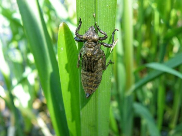 Hariliku jõgihobu (Gomphus vulgatissimus) vastne