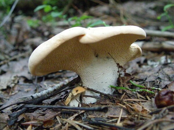 Hele timpnarmik (Hydnum repandum).Viljub massiliselt septembris-oktoobris, kuid esimesed seened ilmuvad juulis-augustis. Kasvab rühmades, mõnikord moodustab „nõiaringe“