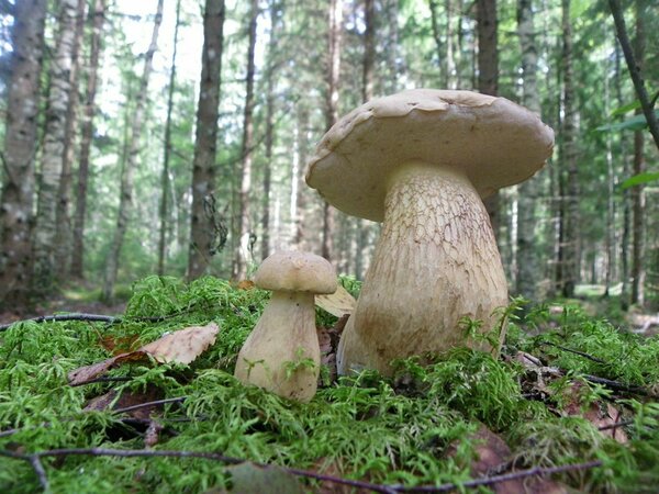 Sapipuravik (Tylopilus felleus).   Seda seent võib juuni lõpust septembri lõpuni leida okas- ja lehtmetsas. Ta talub hästi kuumust ja isegi põuda. Need isendid leiti 24. augustil.