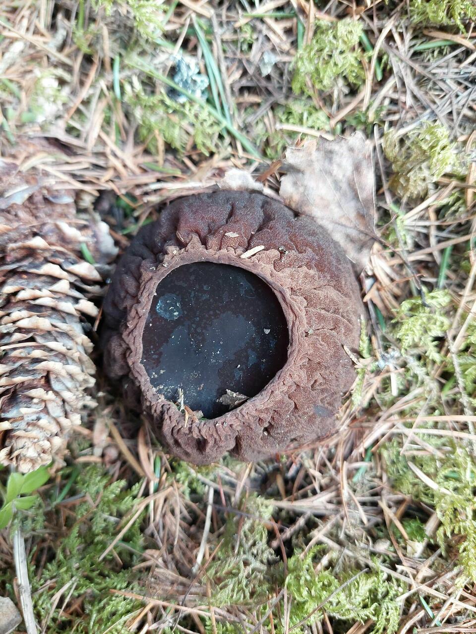 Limatünnik (Sarcosoma globosum). Foto: Anatoli Tarassov