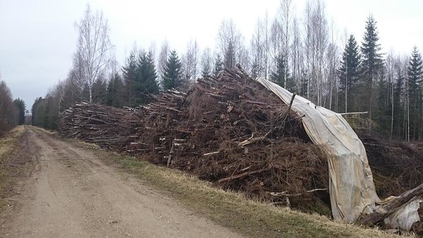 Võsaraie kraavitrassidelt