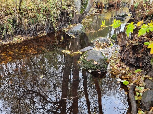 Jõest paistavad vardad, mille külge on kinnitatud plaadid, kus ebapärlikarpe kasvatatakse, kuniks nad jõe põhja oma loomulikku keskkonda lastakse. Foto: Katrin Kaldma