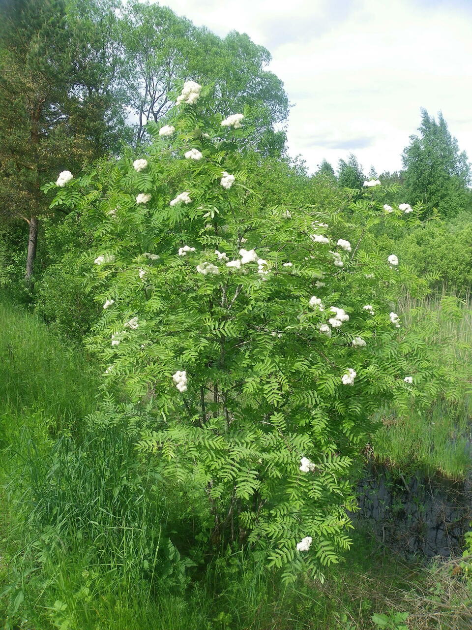 Reeglina on sellel puul mitu tüve ja mõnikord näeb ta välja nagu põõsas. Õitseb mai lõpust kuni juuni alguseni. Kasvab mitmesugust tüüpi metsades, jõgede kallastel, teede ääres ja metsaservades.