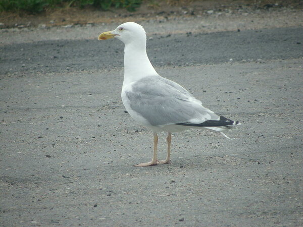 Hõbekajakas (Larus argentatus) on laiadaselt levinud Euroopas, Aasias ja Põhja-Ameerikas. Suur, tugev ja agressiivne lind. Ta on enesekindlalt üle võtnud linnaruumi.