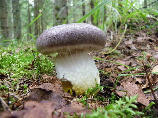 Pihkane liimik (Gomphidius glutinosus)