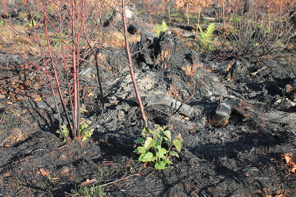 Ligi kaks nädalat pärast põlengut pistsid kasevõsud juba ninad välja. Foto on tehtud 4. juulil.