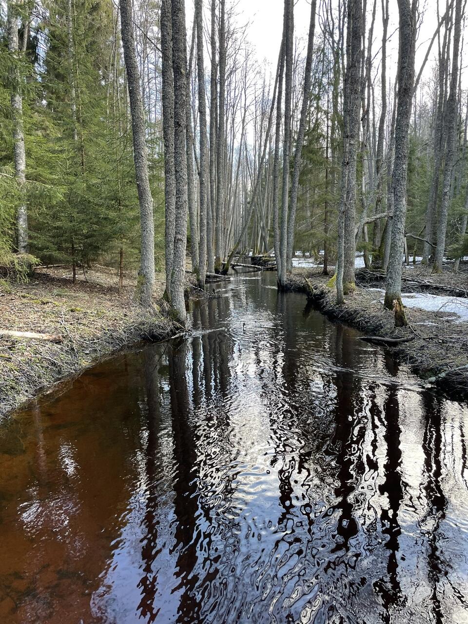 Jõe loodusliku veerežiimi taastamine tuleb kasuks ka teistele jõega seotud liikidele peale ebapärlikarbi. Foto: Aki Kadulin