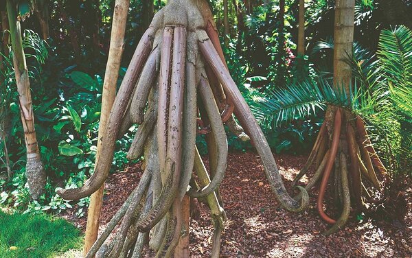 Juurekas kurgpalm (Socratea exorrhiza). Foto: Shutterstock 