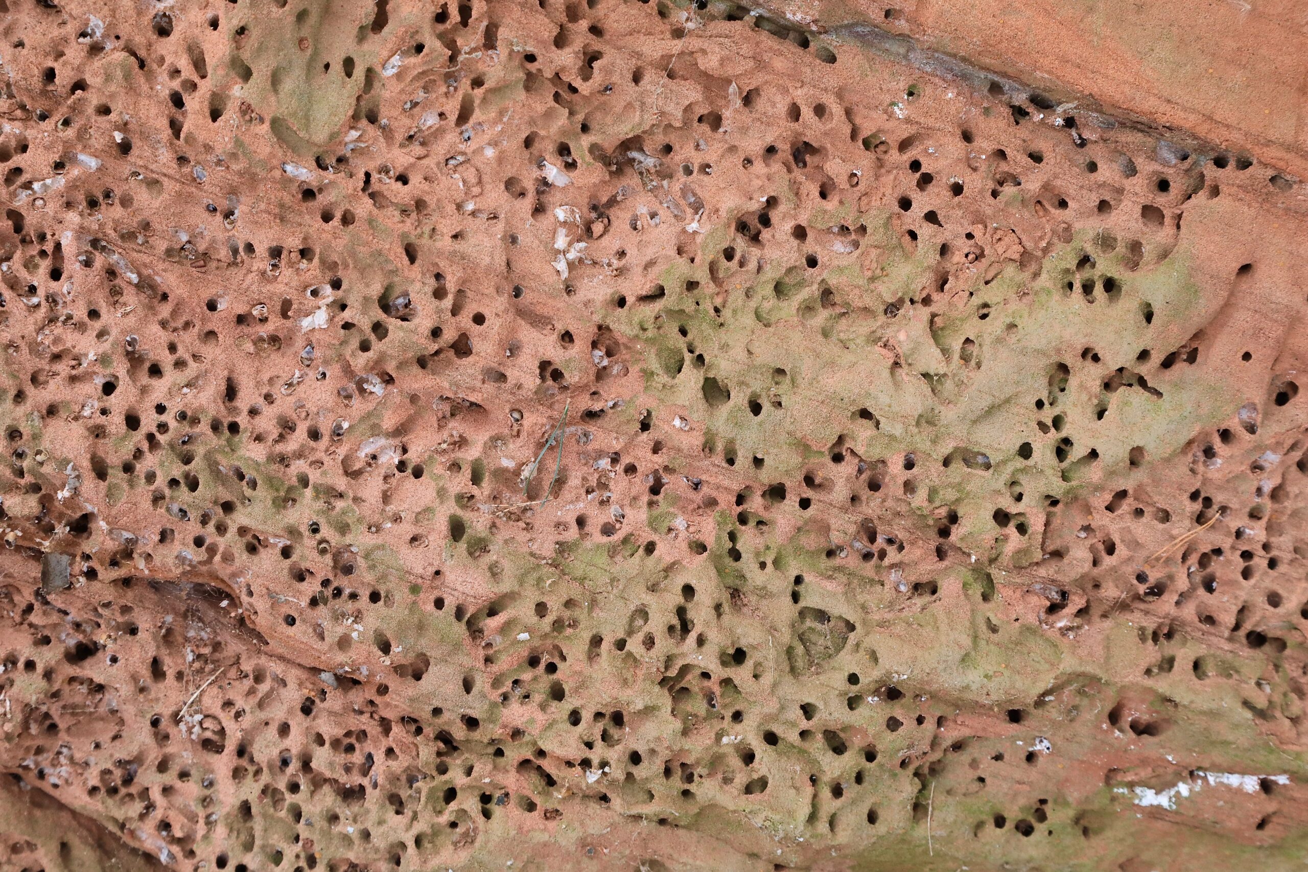 Kaevurherilaste augud