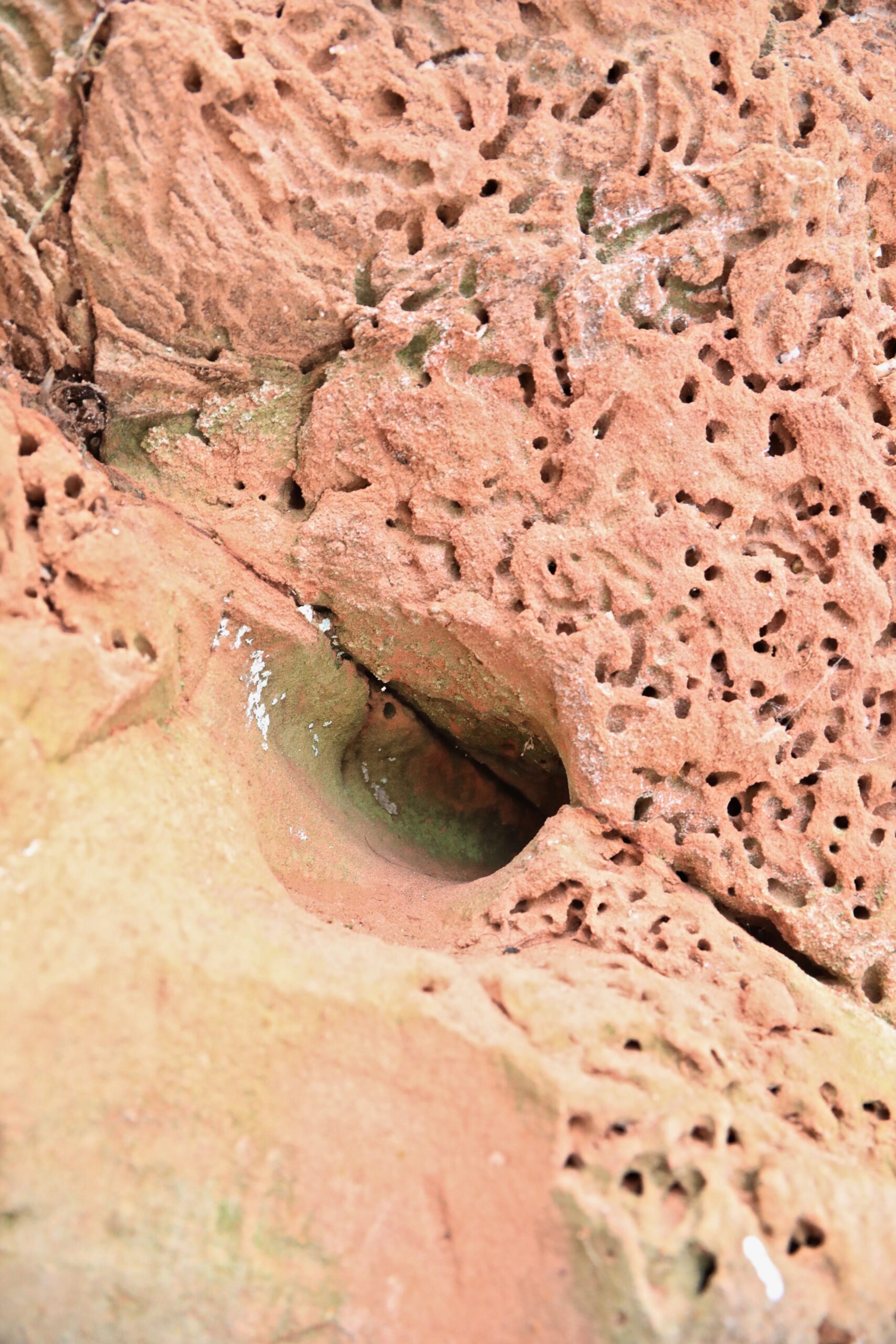 Kaldapääsukese urg