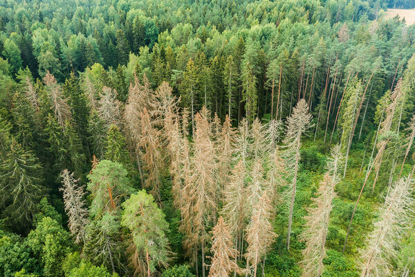 Üraskite puretud kuused Antslas Kasumetsas. Foto: Arno Mikkor