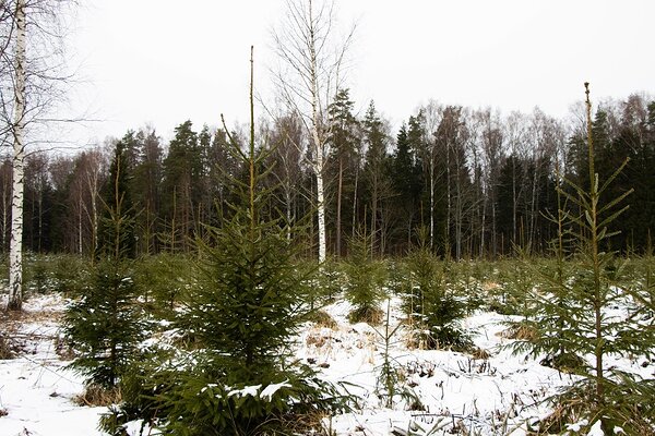 Endisele pajustikule rajatud seitsme aasta vanune kuusenoorendik, kus pärast esimest valgustusraiet on jäetud kasvama 1400 tk/ha.