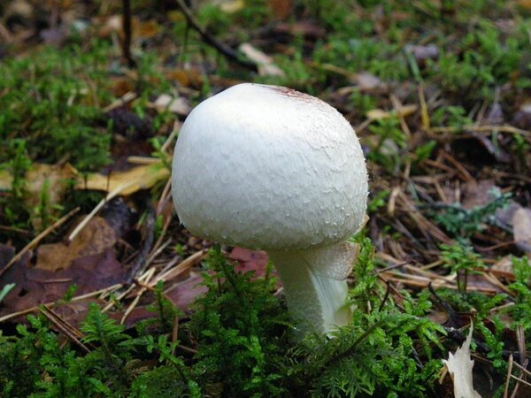 Metsšampinjoni (Agaricus silvicola) lõikekoht muutub kollaseks, seen on tugeva mandli või aniisi lõhnaga. Söödav. Foto: Anatoli Tarassov