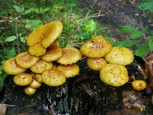 Roostekollane mampel (Pholiota aurivella). Samuti söödav. Foto: Anatoli Tarassov