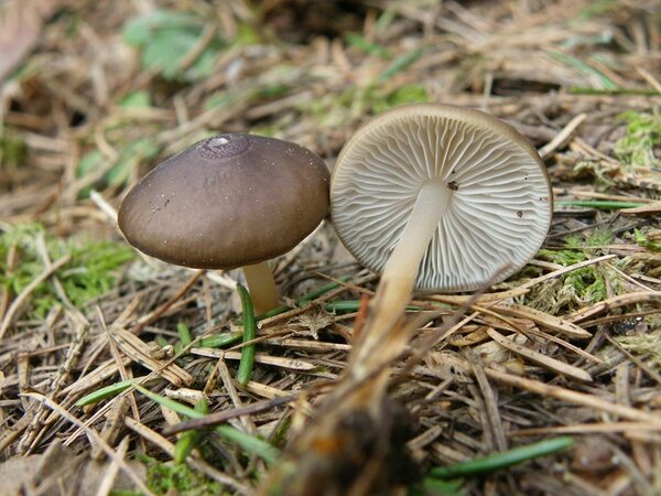 Kuuse-käbikõrges (Strobilurus esculentus). Nimetus ei ole juhuslik, see seen armastab kasvada pinnasesse mattunud kuusekäbidel, sealt võibki teda otsida.